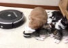 子猫達を守る先住猫