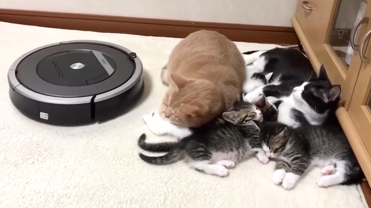 子猫達を守る先住猫