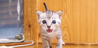 ミルクを発見した子猫