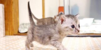ミルクセンサーが反応した子猫達