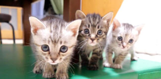 迫ってくる子猫達