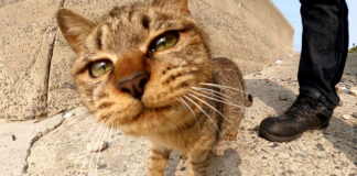 じゃれてくる猫