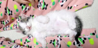 熟睡する子猫