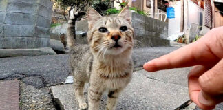 近づいてきた猫