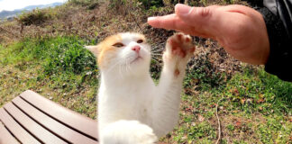 ナデナデを要求する猫