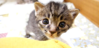 おねだりする子猫