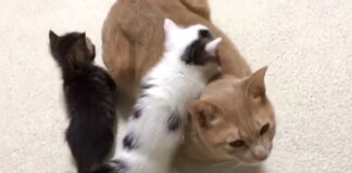 先住猫と子猫