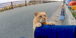 膝に乗ってきた猫