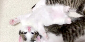 眠たい子猫