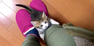お母さんを登る子猫