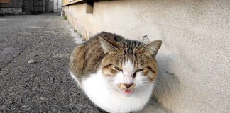 軒下の猫