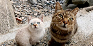 見上げる猫の親子
