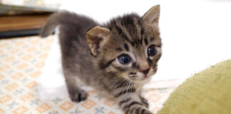 膝の上に登る子猫