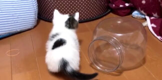 透明ケースから出た子猫