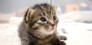 ひとりになった子猫