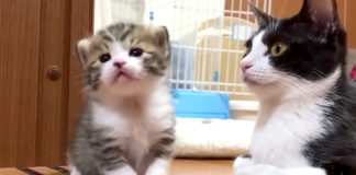 散歩好きの子猫と母猫