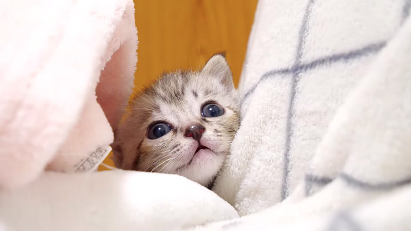 挟まった子猫