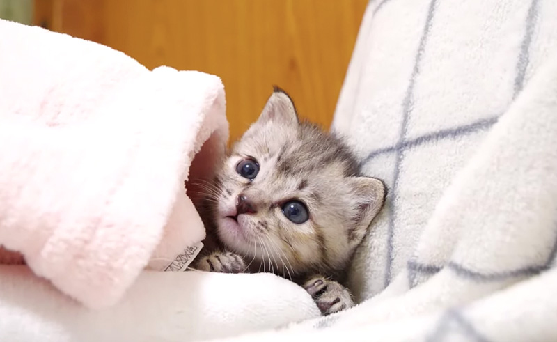 くつろぐ子猫