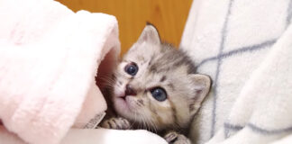 狭いところに入り込んだ子猫