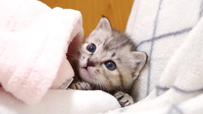 狭いところに入り込んだ子猫