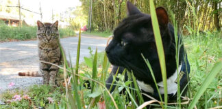 先輩猫が気になる新入り猫