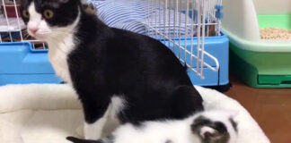 子猫を心配する母猫