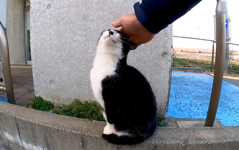 ナデナデされる猫