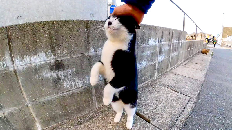 頭を擦りつける猫
