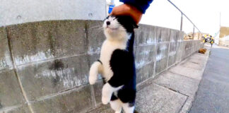頭を擦りつける猫