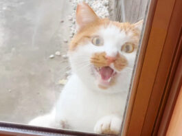 窓の外に現れた猫