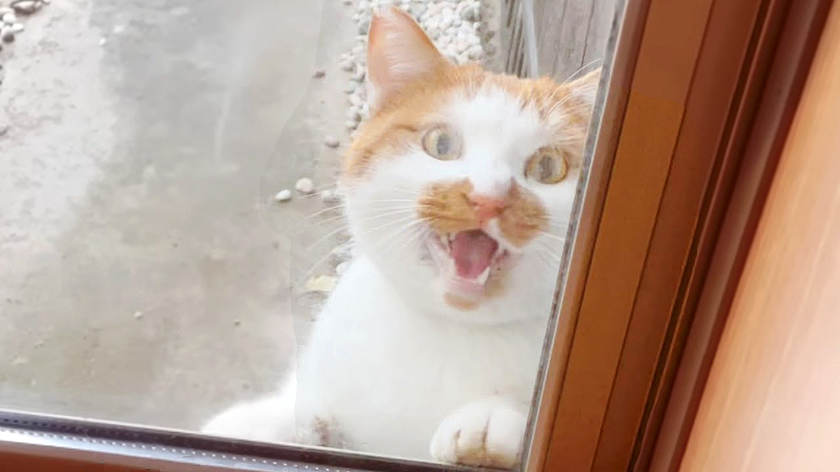 窓の外に現れた猫