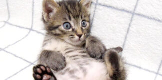 ヘソ天子猫