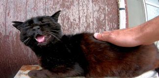 おしゃべりする猫