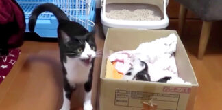 子猫が運べない母猫