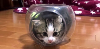 立てこもる子猫