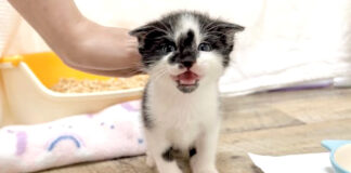 報告しにきた子猫