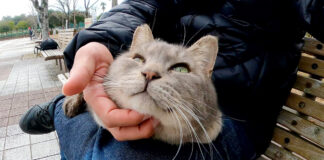 膝の上で撫でられる猫