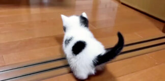 歩き回る子猫