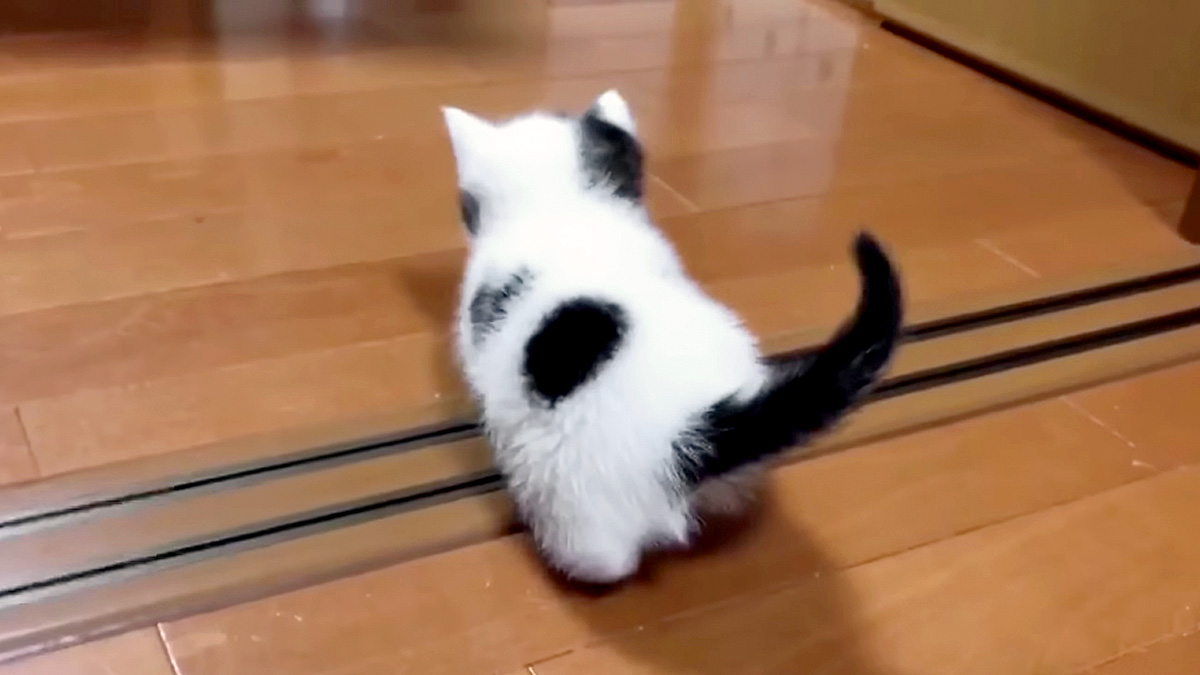 歩き回る子猫