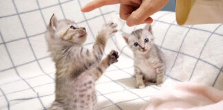 指に飛びかかろうとする子猫