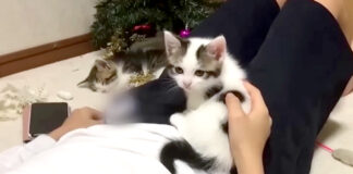 お兄ちゃんに乗る子猫