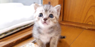 見つめる子猫