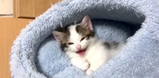 鳴く子猫