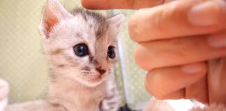 ナデナデされる子猫