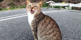 鳴く猫
