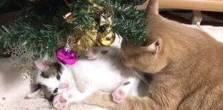 面倒見の良い先住猫