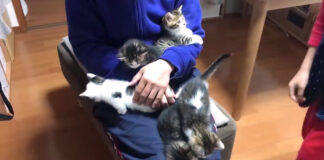 膝の上の子猫達