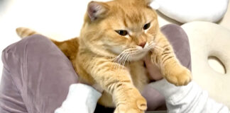 赤ちゃんみたいに甘える猫