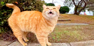 足踏みする猫