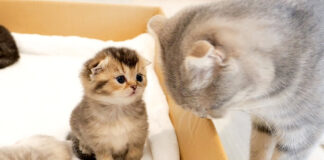 子猫達のところに来た母猫